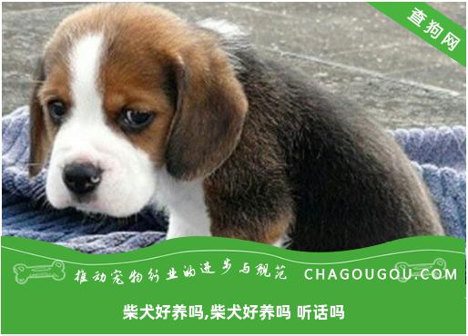 柴犬好养吗,柴犬好养吗 听话吗